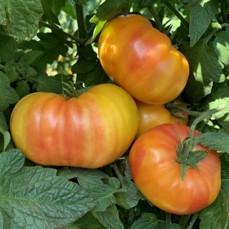 Hillbilly Potato Leaf Tomato Seeds | Heirloom - Tim's Tomatoes