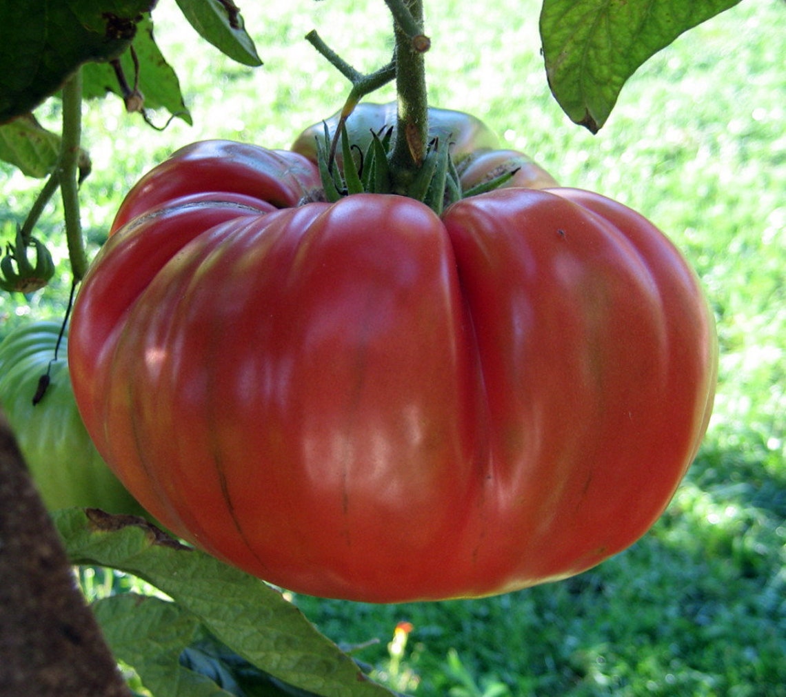 Red Brandywine Tomato Seeds | Heirloom | Organic