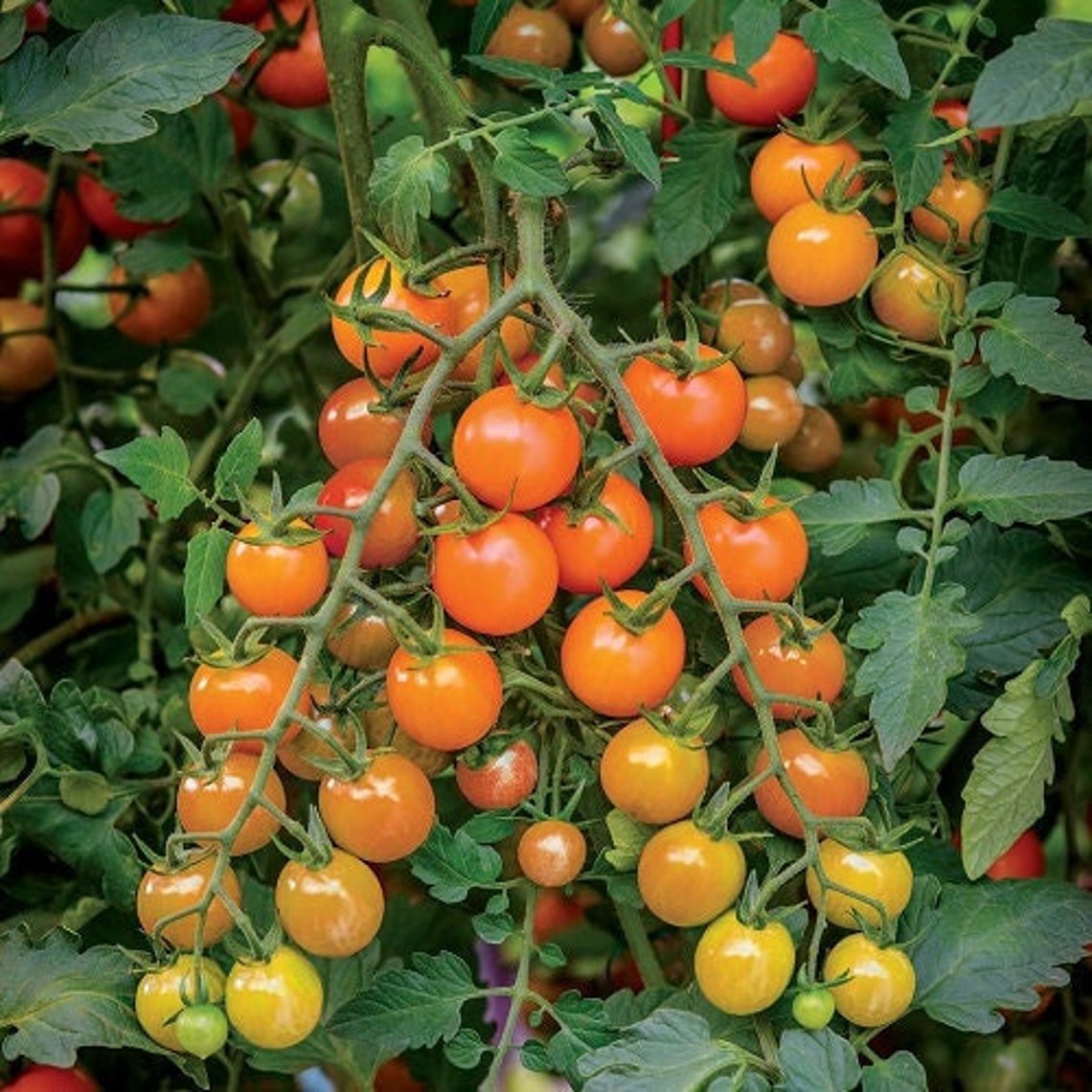Orange Cherry Tomato Seeds Heirloom Organic Tims Tomatoes
