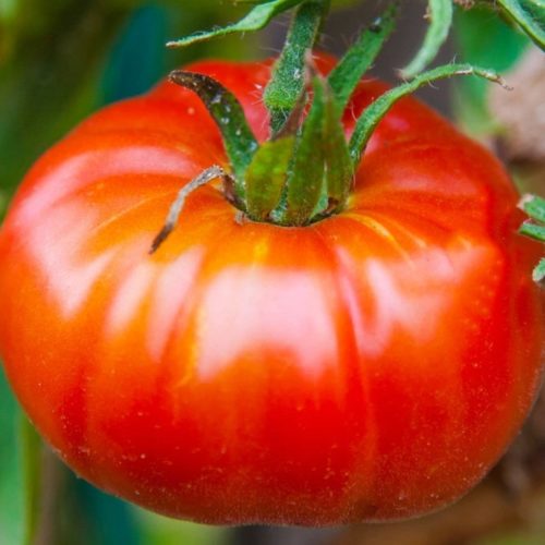 Abe Lincoln Tomato Seeds | Heirloom | Organic