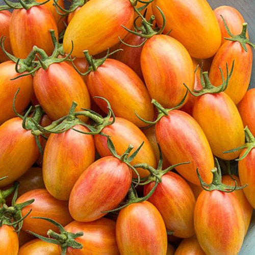 Blush Tomato Seeds | Heirloom | Organic