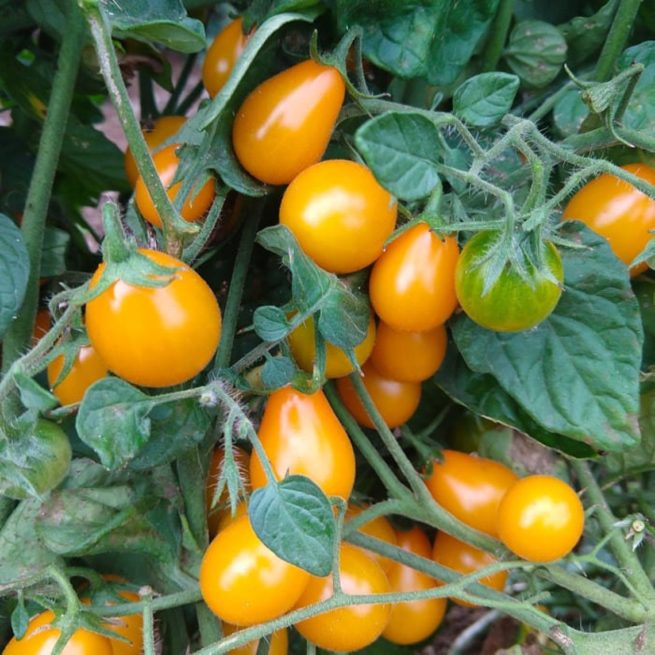 Flaming Burst Tomato Seeds | Heirloom