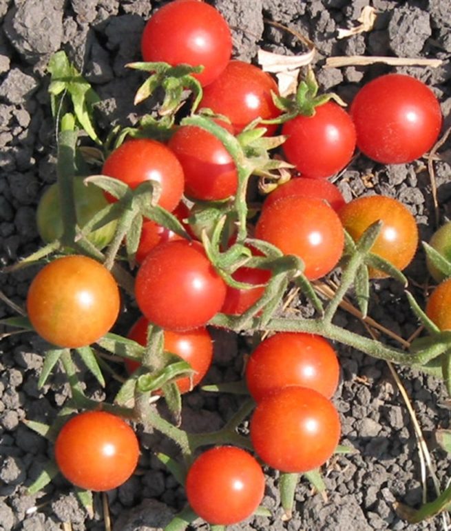 Peacevine Tomato Seeds | Heirloom | Organic