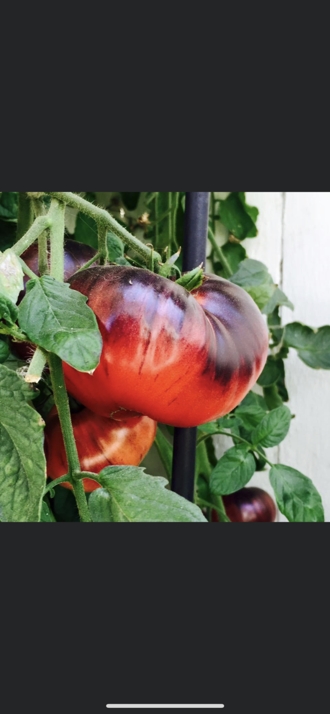 Indigo Apple Tomato | Heirloom Tomato Seeds