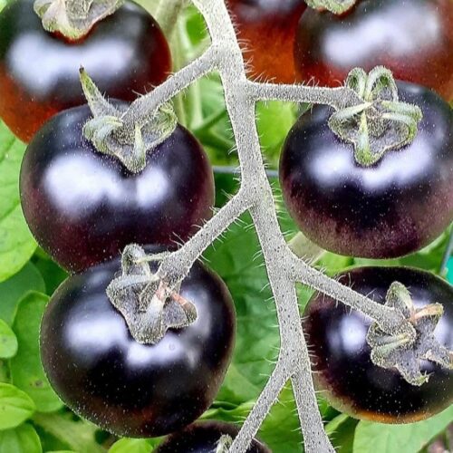 Indigo Cherry Drop Tomato Seeds | Tim's Tomatoes