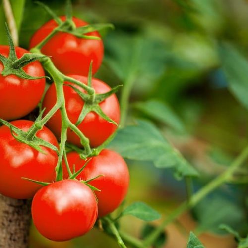 Large Red Cherry Tomato Seeds | Heirloom