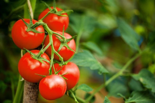 Large Red Cherry Tomato Seeds | Heirloom