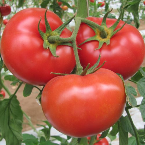 Marglobe Tomato Seeds | Heirloom | Organic