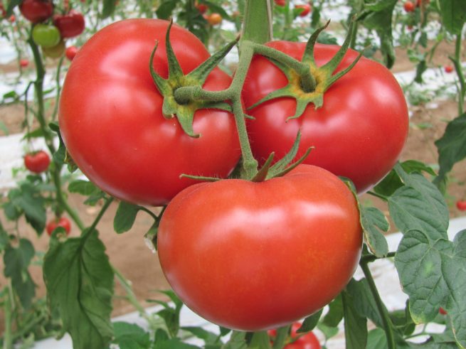 Marglobe Tomato Seeds | Heirloom | Organic