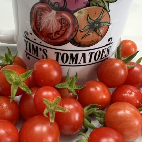 Mexico Midget Tomato Seeds | Rare Heirloom | Vegetable | Organic Seeds | Tim's Tomatoes | Cherry Tomatoes