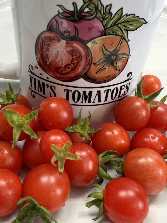 Mexico Midget Tomato Seeds | Rare Heirloom | Vegetable | Organic Seeds | Tim's Tomatoes | Cherry Tomatoes