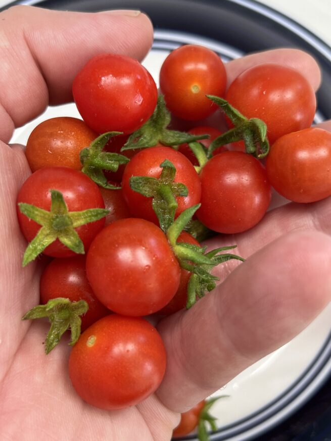 Mexico Midget Tomato Seeds | Rare Heirloom | Vegetable | Organic Seeds | Tim's Tomatoes | Cherry Tomatoes