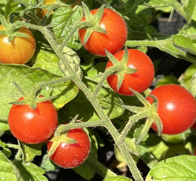 Mexico Midget Tomato Seeds | Rare Heirloom | Vegetable | Organic Seeds | Tim's Tomatoes | Cherry Tomatoes