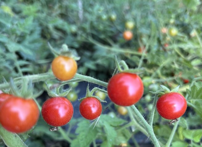 Mexico Midget Tomato Seeds | Rare Heirloom | Vegetable | Organic Seeds | Tim's Tomatoes | Cherry Tomatoes