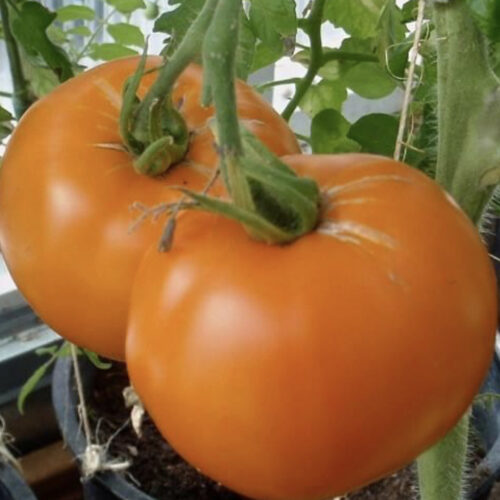 Nebraska Wedding Tomato Seeds | Heirloom | Organic