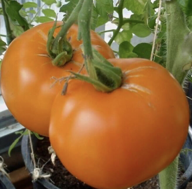 Nebraska Wedding Tomato Seeds | Heirloom | Organic