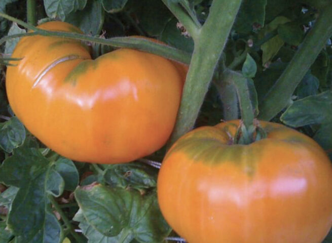 Nebraska Wedding Tomato Seeds | Heirloom | Organic