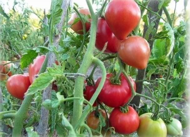 Pink Oxheart Tomato Seeds Tims Tomatoes