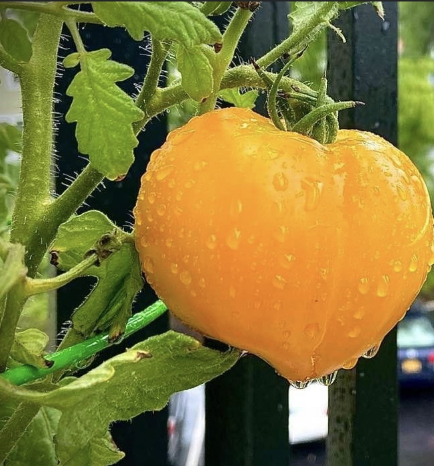 Yellow Oxheart Tomato Seeds Heirloom Organic Tims Tomatoes