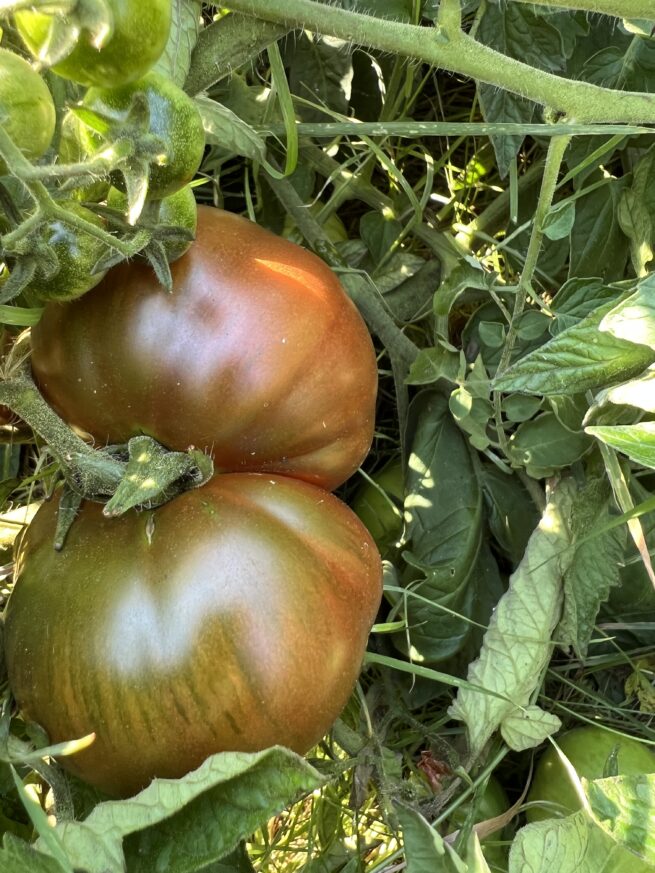 Paul Robeson Tomato - Heirloom Tomato Seeds - Organic _ Black Tomato