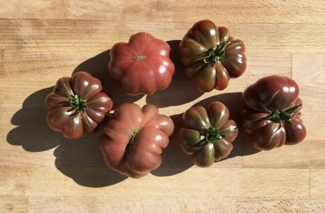 Purple Calabash Tomato Heirloom Variety Organic seeds Rare Purple Tomatoes