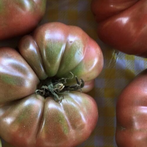 Purple Cherokee Tomato Seeds | Heirloom | Organic | Tim's Tomatoes