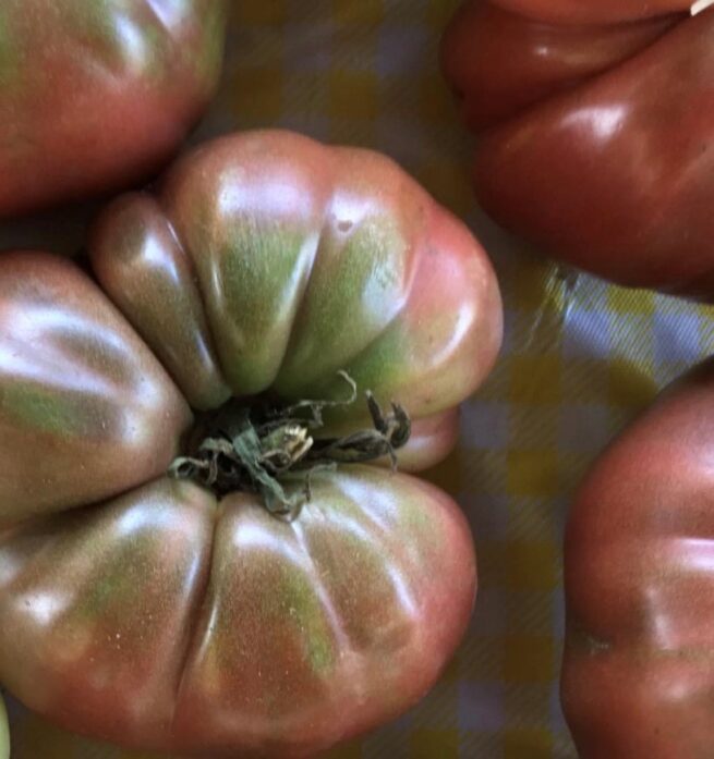 Purple Cherokee Tomato Seeds | Heirloom | Organic | Tim's Tomatoes