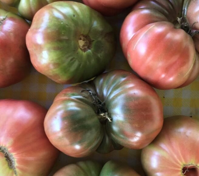 Purple Cherokee Tomato Seeds | Heirloom | Tim's Tomatoes