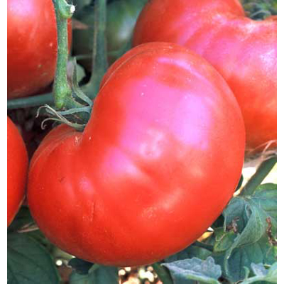 Ponderosa Beefsteak Tomato
