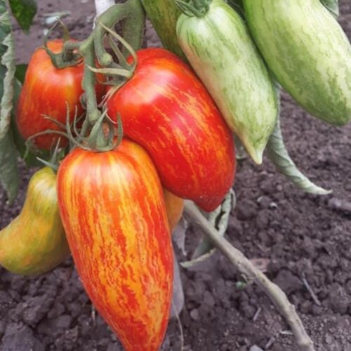 Speckled Roman Tomato Seeds - Heirloom Paste Tomato