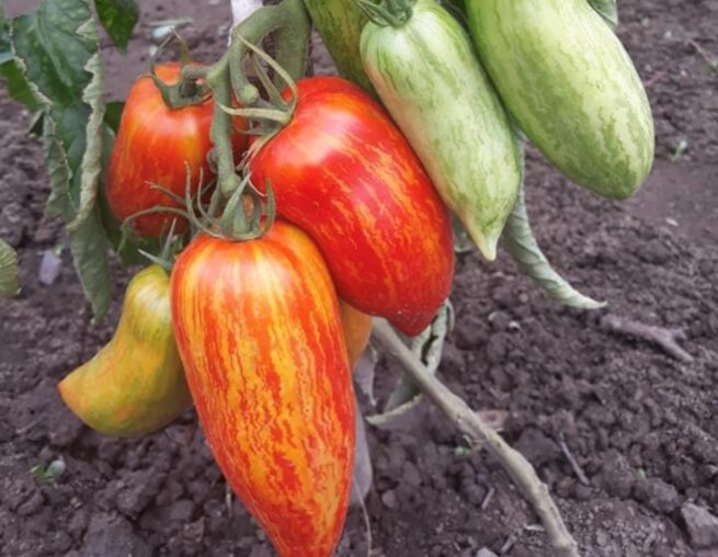 Speckled Roman Tomato Seeds - Heirloom Paste Tomato