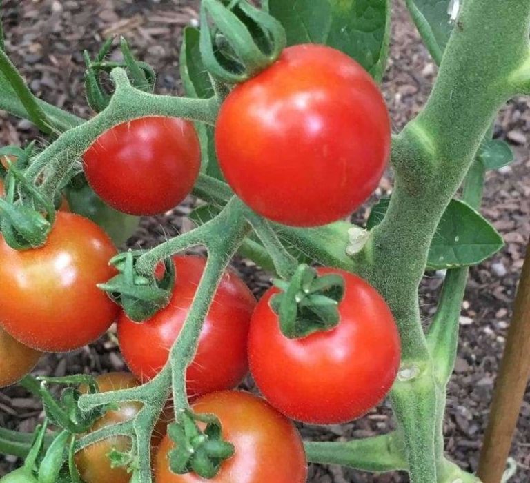 Stupice Tomato Seeds | Heirloom - Tim's Tomatoes