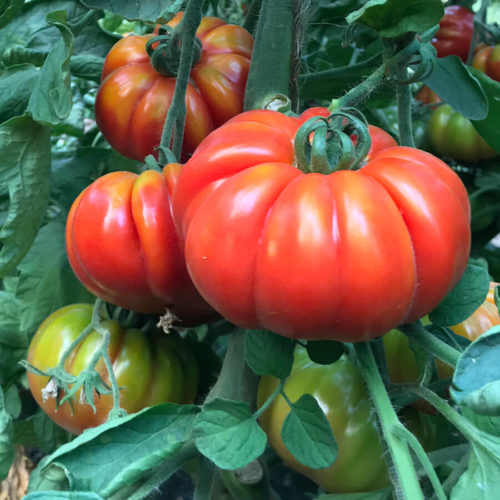 Super Marmande Tomato Seeds | Heirloom