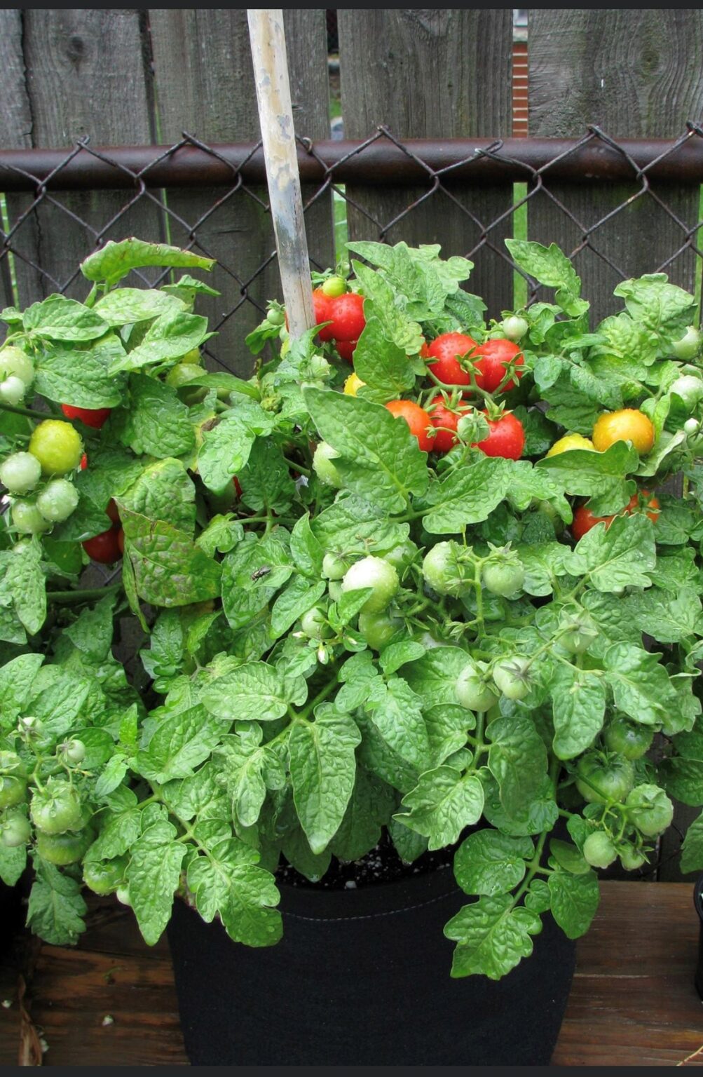 Tiny Tim Tomato Plants