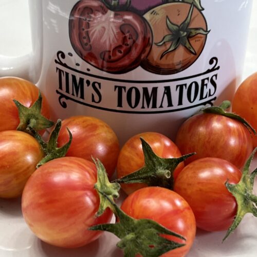 Tropical Sunset Tomato Seeds