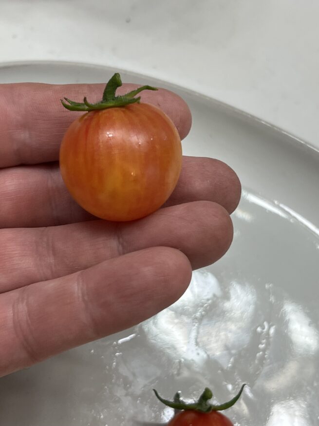 Tropical Sunset Tomato Seeds