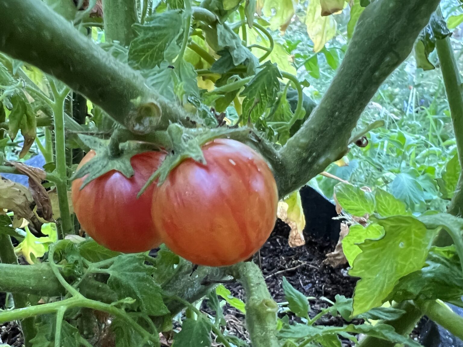 Tropical Sunset Tomato Seeds | Tim’s Tomatoes