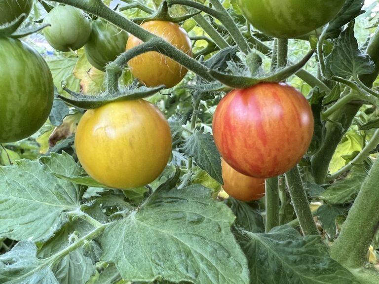 Tropical Sunset Tomato Seeds | Tim’s Tomatoes