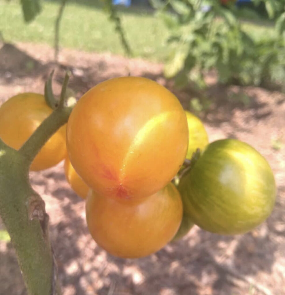 Tropical Sunset Tomato Seeds | Tim’s Tomatoes