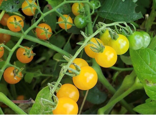 Yellow Currant Tomato Seeds | Heirloom