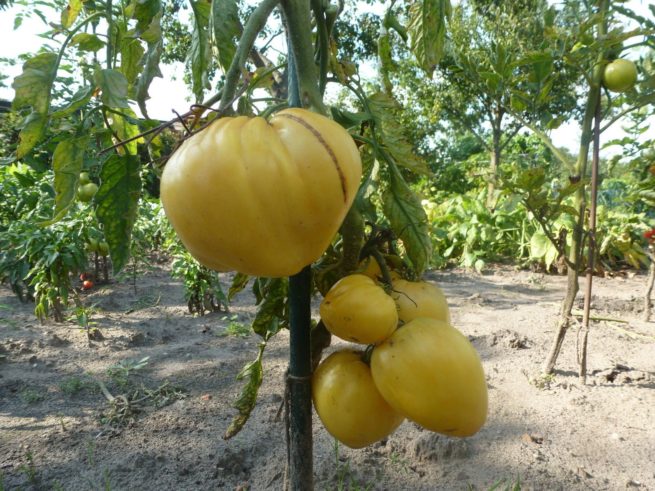 yellow oxheart tomato