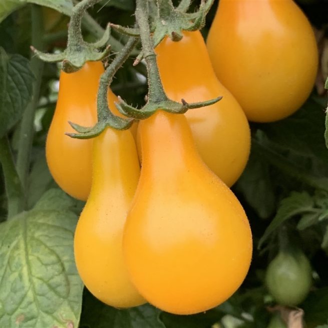 Yellow Pear Tomato Seeds | Heirloom