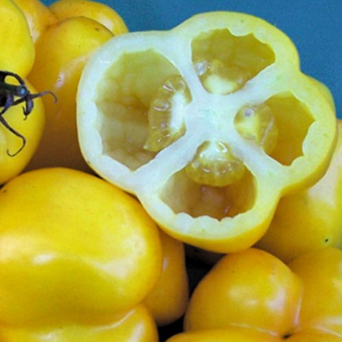 Yellow Stuffer Tomato Seeds | Organic