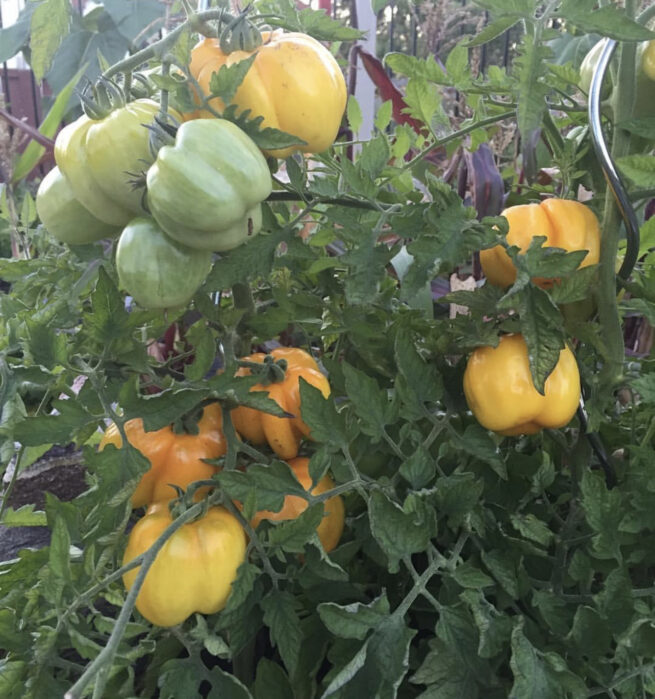 Yellow Stuffer Tomato Seeds - Image 2