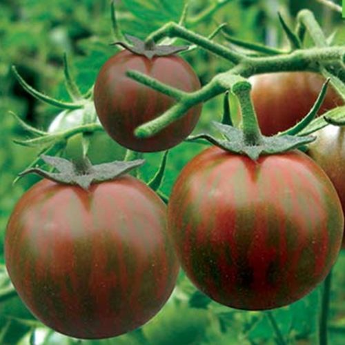 Black Zebra Tomato Seeds | Organic Black Tomatoes | Rare Vegetable Common Name - Tomato Botanical Name - Solanum Lycopersicum Heirloom Status (lineage established at least 50 years ago) - Non Heirloom Tomato (Recent Variety) Open-Pollinated Status - Open-Pollinated Tomato Organic Status - Organic Tomato Growth Habit - Indeterminate Tomato Days to Maturity - 75 Days Days to Germinate - 6-14 Days Fruit Color - Striped/ Black Tomato Fruit Size - Small/ Medium Tomato Soil Depth - ¼ Inch Soil Temperature - 75-85 Degrees Plant Spacing - 36-48 inches Row Spacing - 4-5 Feet Preferences - Full Sun, Moist Well Drained Soil 1/8 Oz = Approximately 930-1,250 Tomato Seeds 1/4 Oz = Approximately 1,875-2,500 Tomato Seeds 1/2 Oz = Approximately 3,750-5,000 Tomato Seeds 1 Oz = Approximately 7,500-10,000 Tomato Seeds Planting Instructions - Start seeds indoors 6-8 weeks before last frost date. Do not Plant out until 2 weeks after last frost. Tomato seeds require high soil temperatures for good germination rates. We highly recommend heat mats to ensure and speed up germination. Pot up to 3–4 inch pots when first true leaves develop (not cotyledon leaves). Harden off plants for 1-2 weeks in full sun before transplanting them outside (after last frost). Make sure to give tomato plants a lot of space for vigorous root and foliage growth.