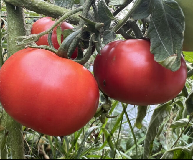 Clear Pink Tomato - Heirloom Tomato