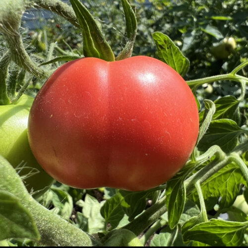 Clear Pink Tomato - Heirloom Tomato Seeds