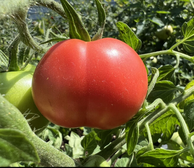 Clear Pink Tomato - Heirloom Tomato Seeds