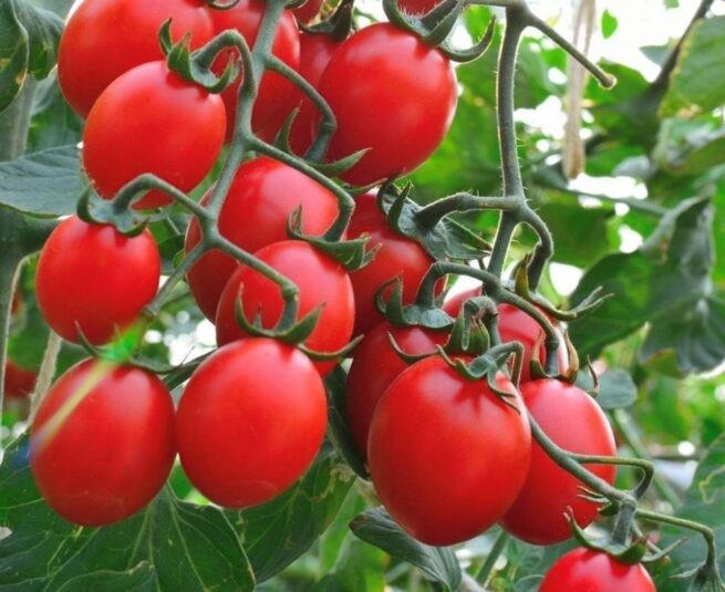 Principe Borghese Tomato Seeds | Heirloom