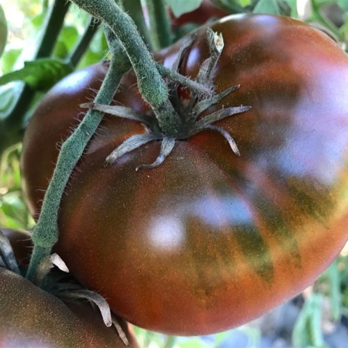 Chocolate Cherokee Tomato Seeds